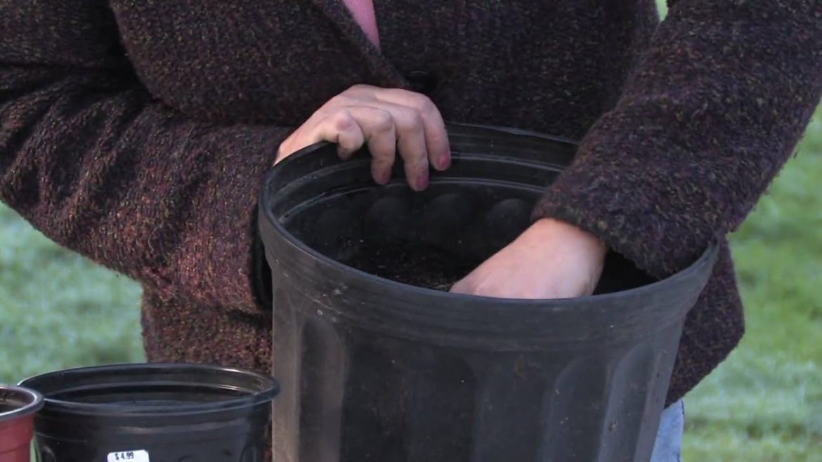 Gardening Tips : Transplanting Tulips