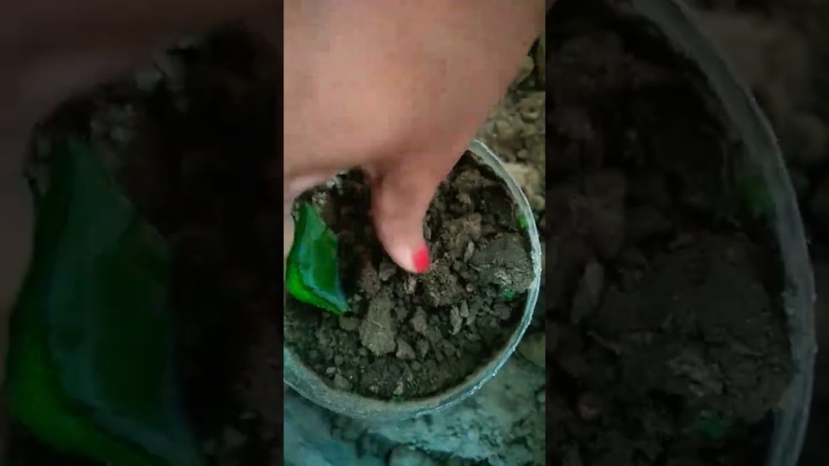 How to grow Agave from Leaf #shorts #trending #nishthamahant #viral #agave #agaveplant