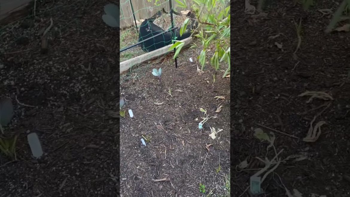 Squirrels Ate My Fall Vegetable Garden