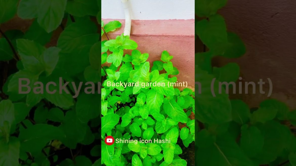 Backyard garden ideas | mint plant  | #shorts
