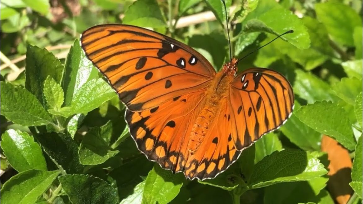 Edible Butterfly Host Plants | Butterfly Garden Basics Edible Butterfly Host Plants | Butterfly Garden Basics