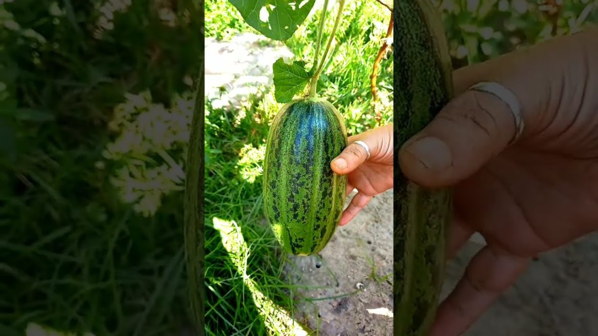 Our Garden | #shorts #ytshorts #naturelover #garden #nature #vlogs #trending Our Garden | #shorts #ytshorts #naturelover #garden #nature #vlogs #trending