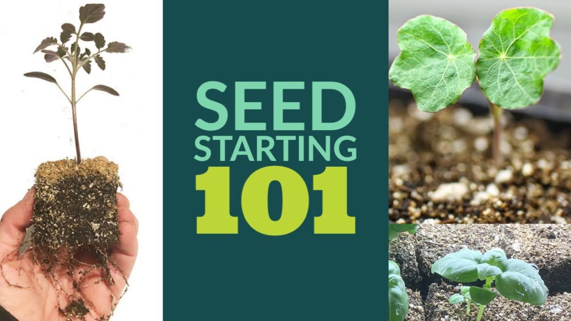 Seed starting 101 | Basics to get growing | The Impatient Gardener