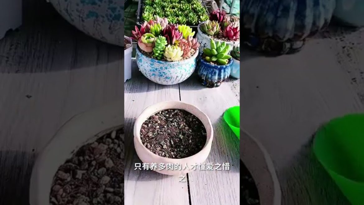 Amazing To Grow Cute Paradise Succulent plants | Cute Succulents | Succulents Garden #ep1281