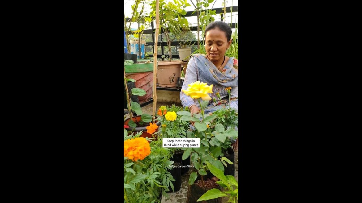 Tips For Buying Plants From Nursery|नर्सरी से पोधो की खारीदी के लिए टिप्स| #ashasgardenstory#shorts Tips For Buying Plants From Nursery|नर्सरी से पोधो की खारीदी के लिए टिप्स| #ashasgardenstory#shorts
