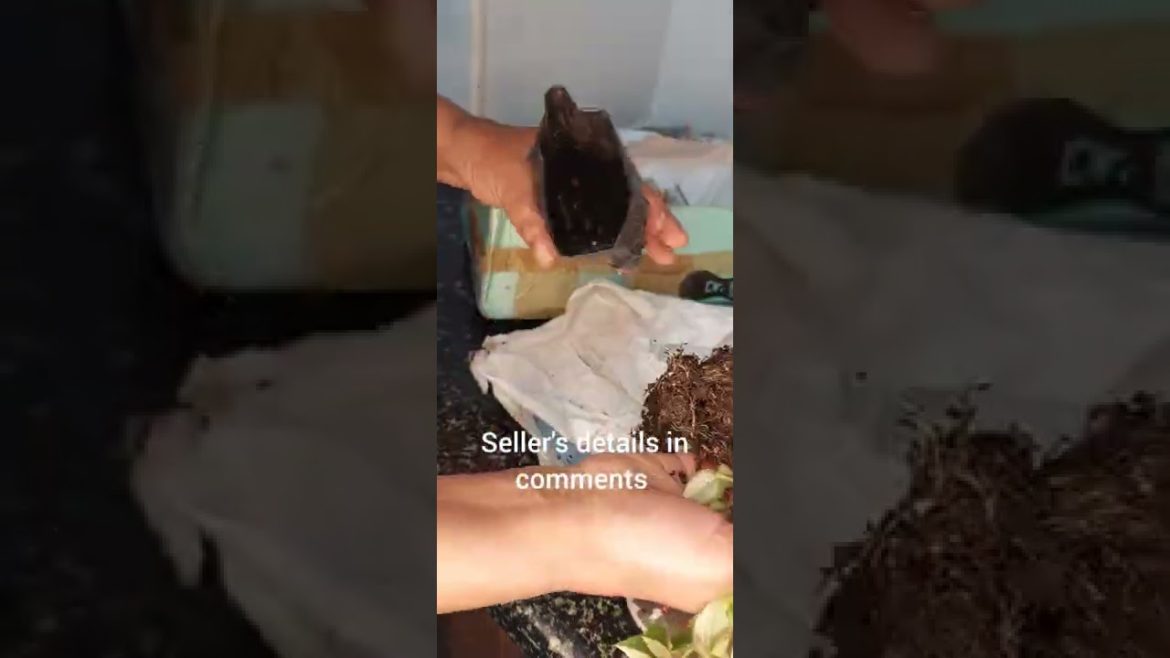 unboxing variegated wandering jew plant #shorts #onlineplants