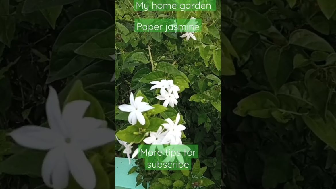 #yt#s#paper jasmine#my home garden#natural plant growth tips#jasmine plant#unts world#like#share#