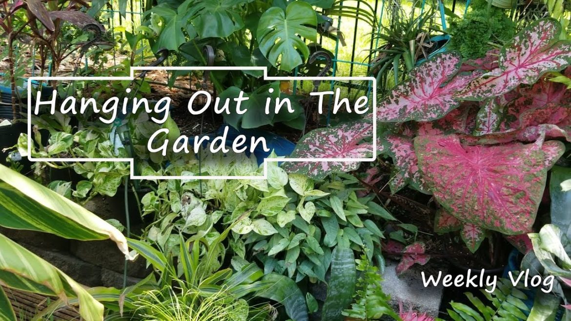 Gardening Supplies & Hanging in The Garden With my Pets & Plants Gardening Supplies & Hanging in The Garden With my Pets & Plants