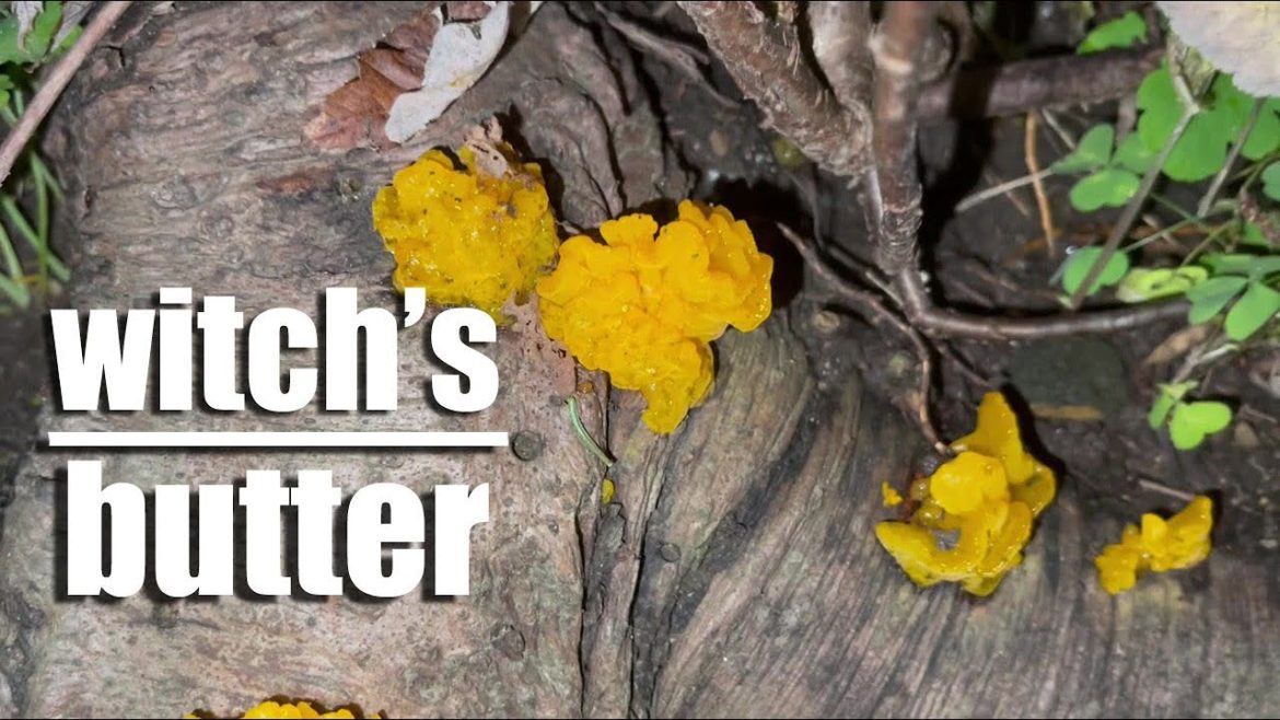 Baby’s First Backyard Forage - (Beyond the) Garden Journal October 15th