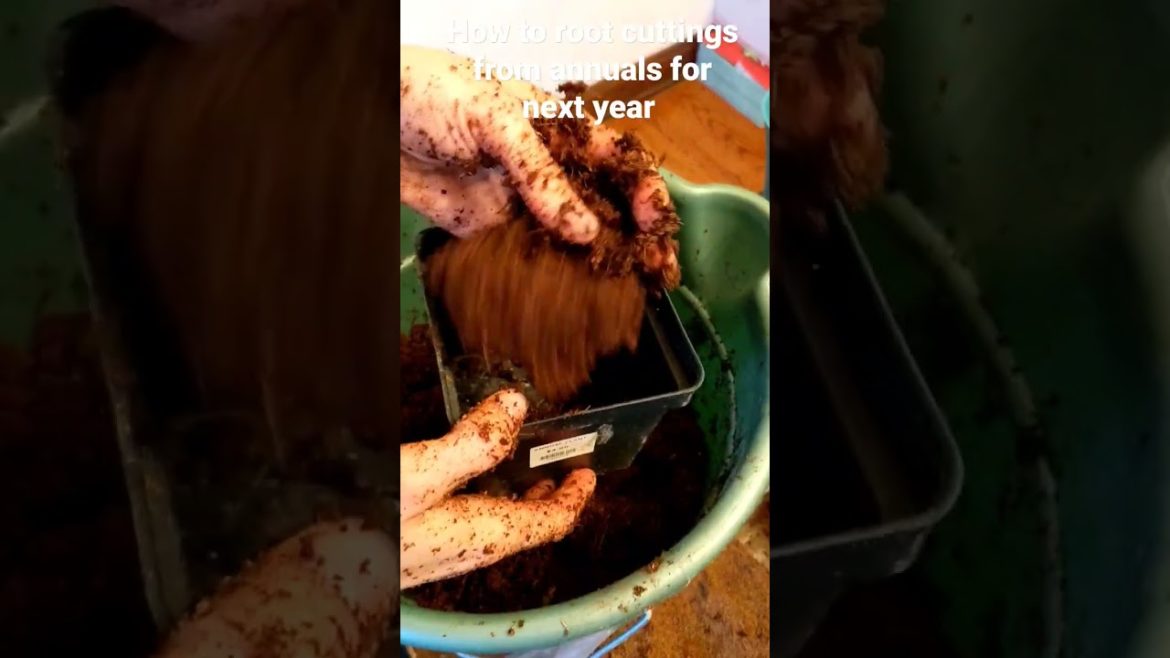 How to root cuttings from perennials for next year. #wesuckatgardening #gardentips #rootinghormone How to root cuttings from perennials for next year. #wesuckatgardening #gardentips #rootinghormone