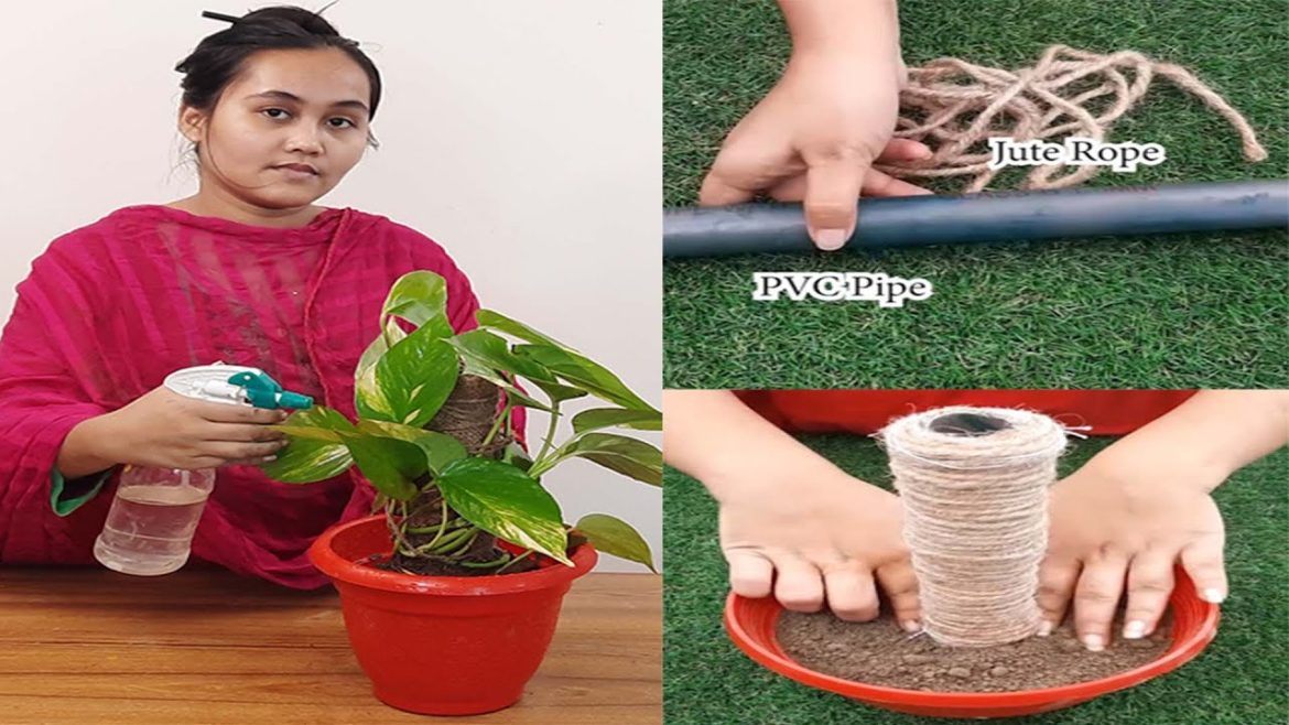 Creative Ideas for Money Plant Decoration /Gardening Ideas /New Way to Grow Money Plant#Shorts