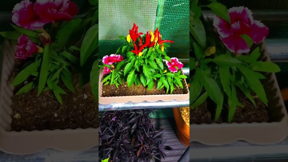 Ornamental Peppers and Dianthus #shorts