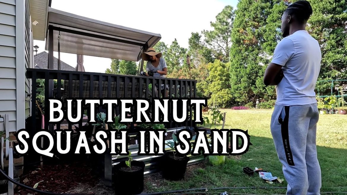 How to Plant Butternut Squash in Sand