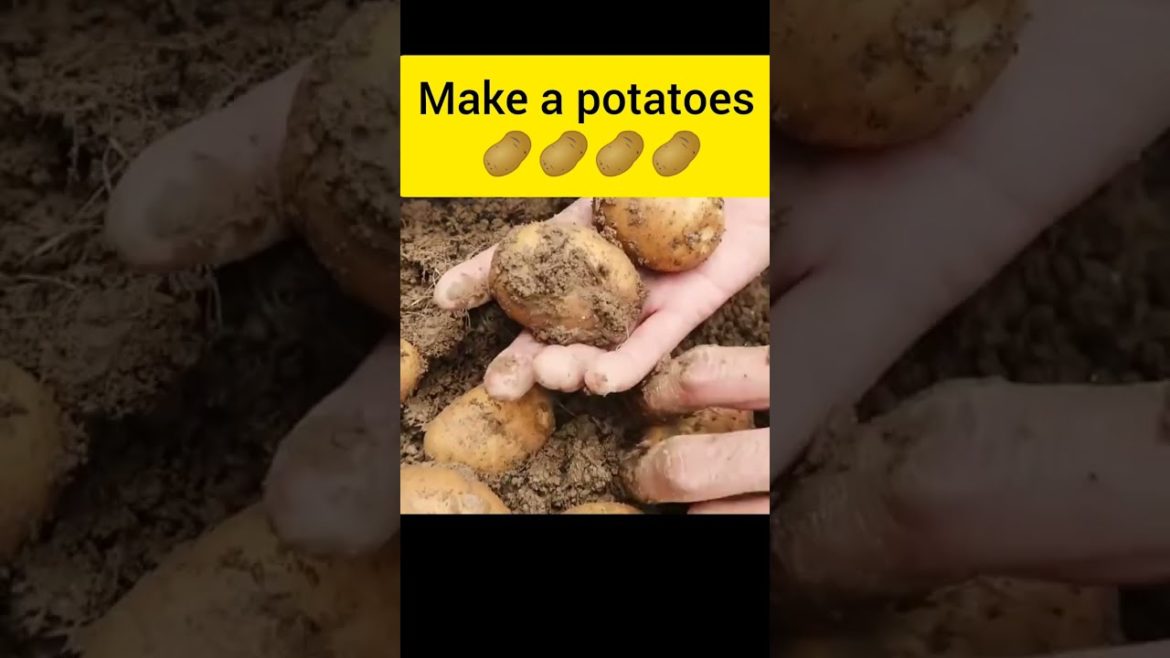 How to propagate potatoes at home for many tubers and easy How To Grow Potatoes At Home