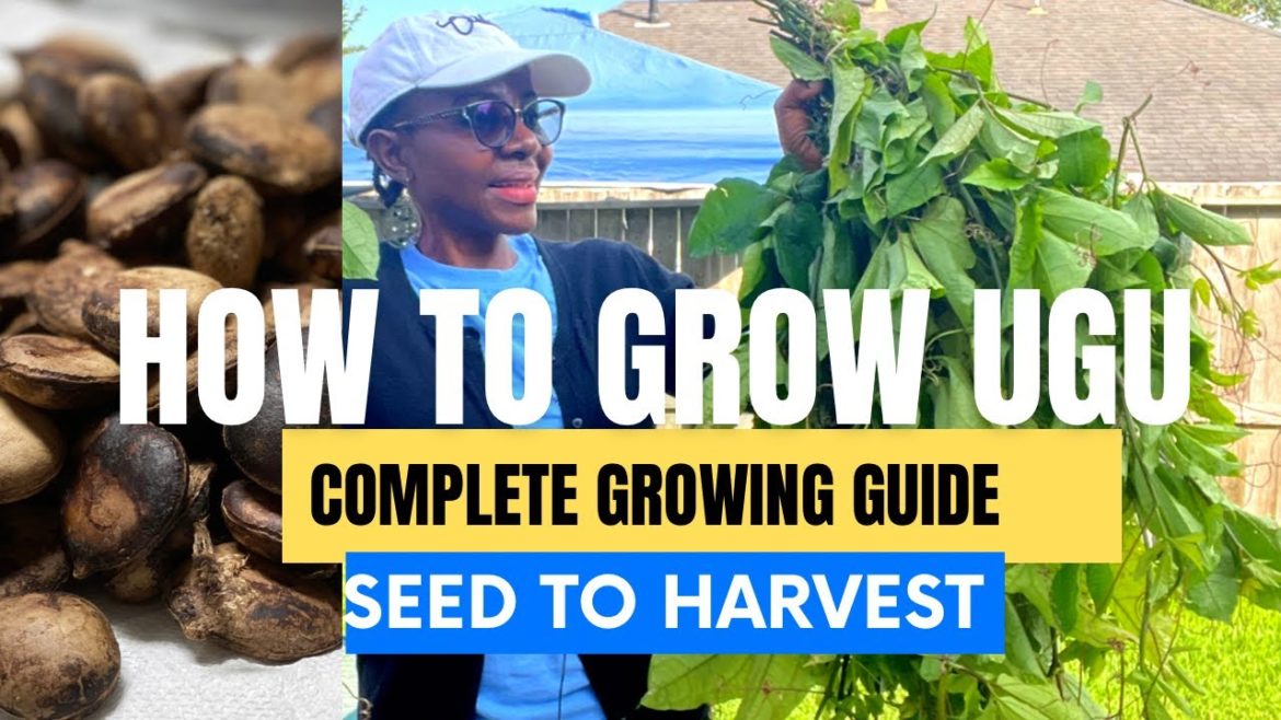 Ugu – How to Grow it Successfully in the Diaspora (FULL INSTRUCTIONS) Ugu Farming Complete Guide Ugu - How to Grow it Successfully in the Diaspora (FULL INSTRUCTIONS) Ugu Farming Complete Guide