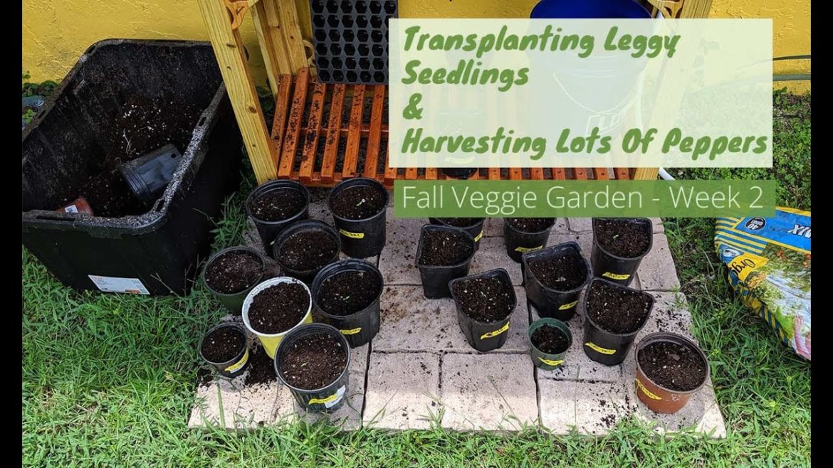 Central Florida Vegetable Garden | August 9 2019 Central Florida Vegetable Garden | August 9 2019