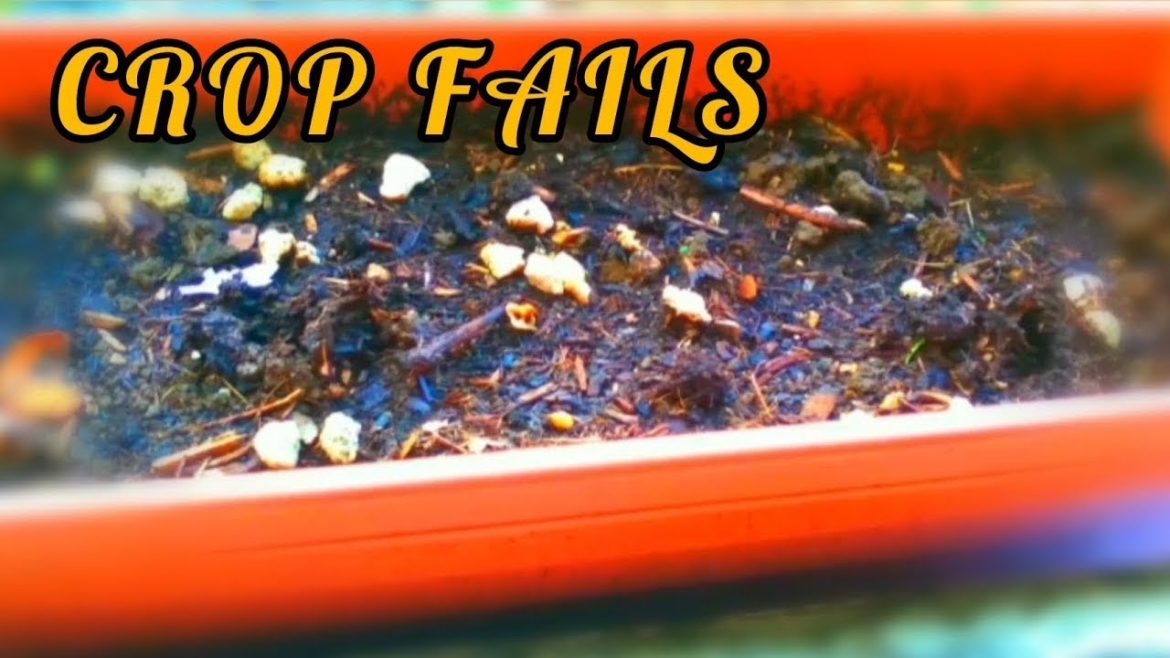 Crop Fails in One Pot | Looking to Grow New Ones | #gardeningthroughthewindow Crop Fails in One Pot | Looking to Grow New Ones | #gardeningthroughthewindow