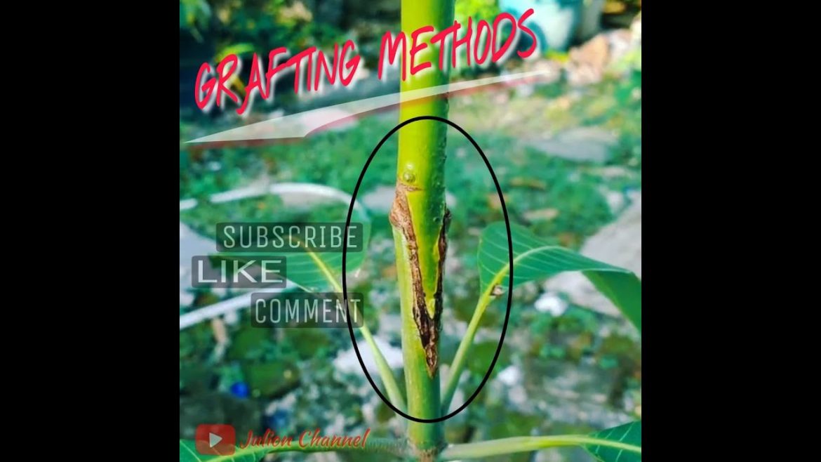 Mango grafting methods..!!! Mango grafting methods..!!!