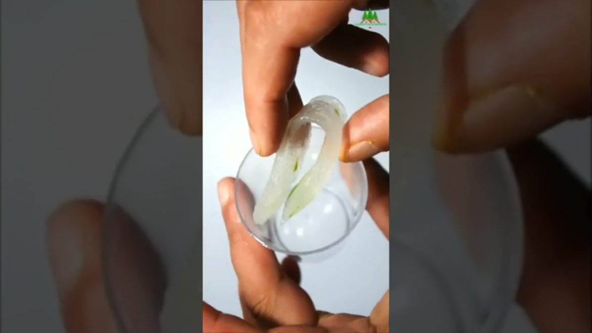 garden tips:best hormone rooting for plant | rooting cutting plants #shorts