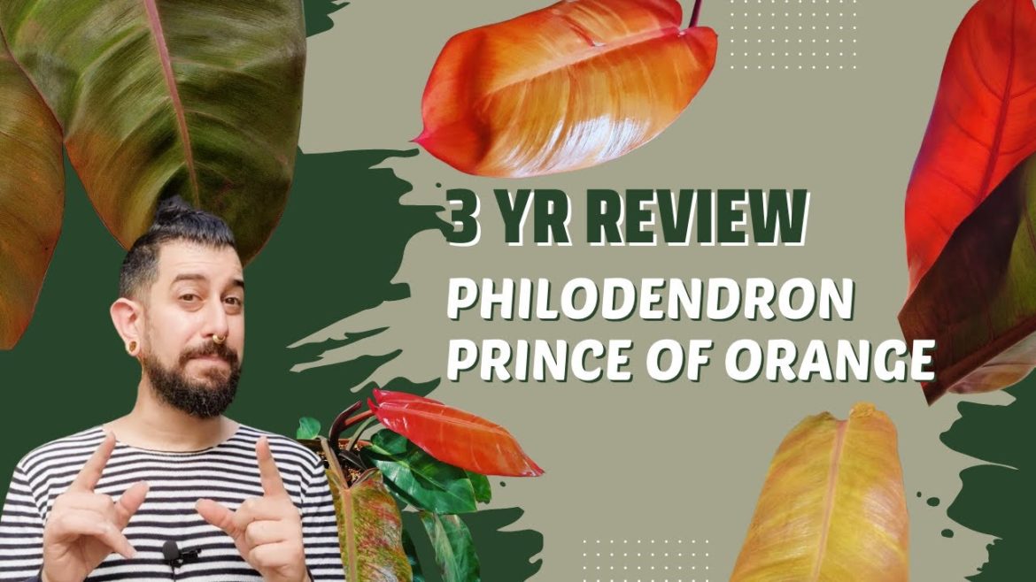 Philodendron 'Prince of Orange' 3-Yr Review | Orange Folliage | Is it stable? Philodendron 'Prince of Orange' 3-Yr Review | Orange Folliage | Is it stable?