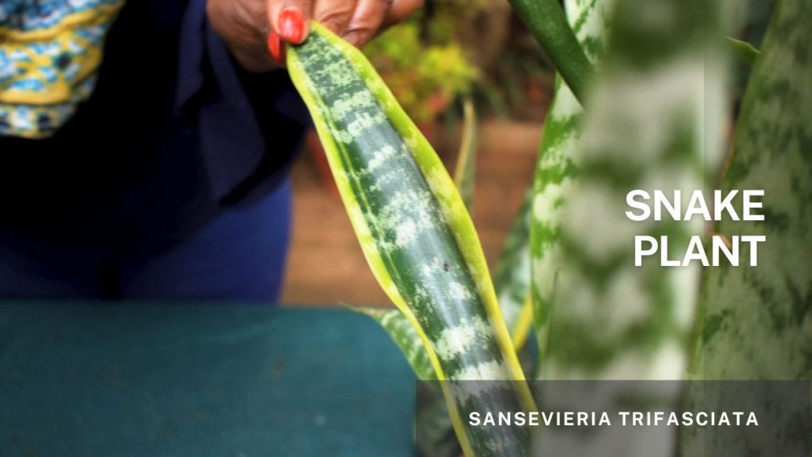 Snake Plant - Sansevieria Trifasciata - Easy tips on stem propagation, using water and soil.