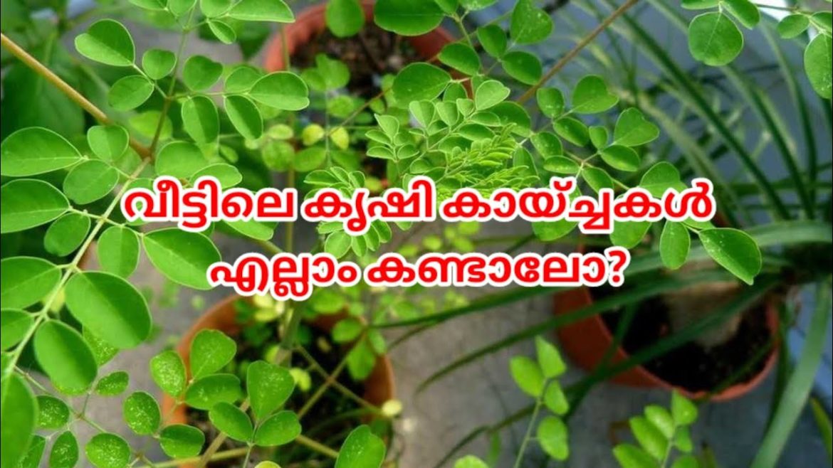 എന്റെ വീട്ടിലെ കൃഷികൾ എന്തൊക്കെയെന്ന് കണ്ടാലോ?#malayalam #krishi #garden #farming #kitchengarden എന്റെ വീട്ടിലെ കൃഷികൾ എന്തൊക്കെയെന്ന് കണ്ടാലോ?#malayalam #krishi #garden #farming #kitchengarden