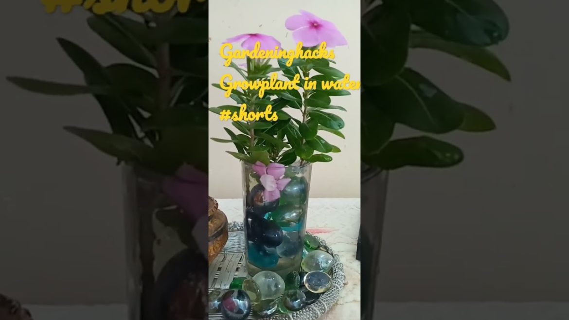 gardening hacks  plant growing in water small pot gardening small corner decoration hack #shorts
