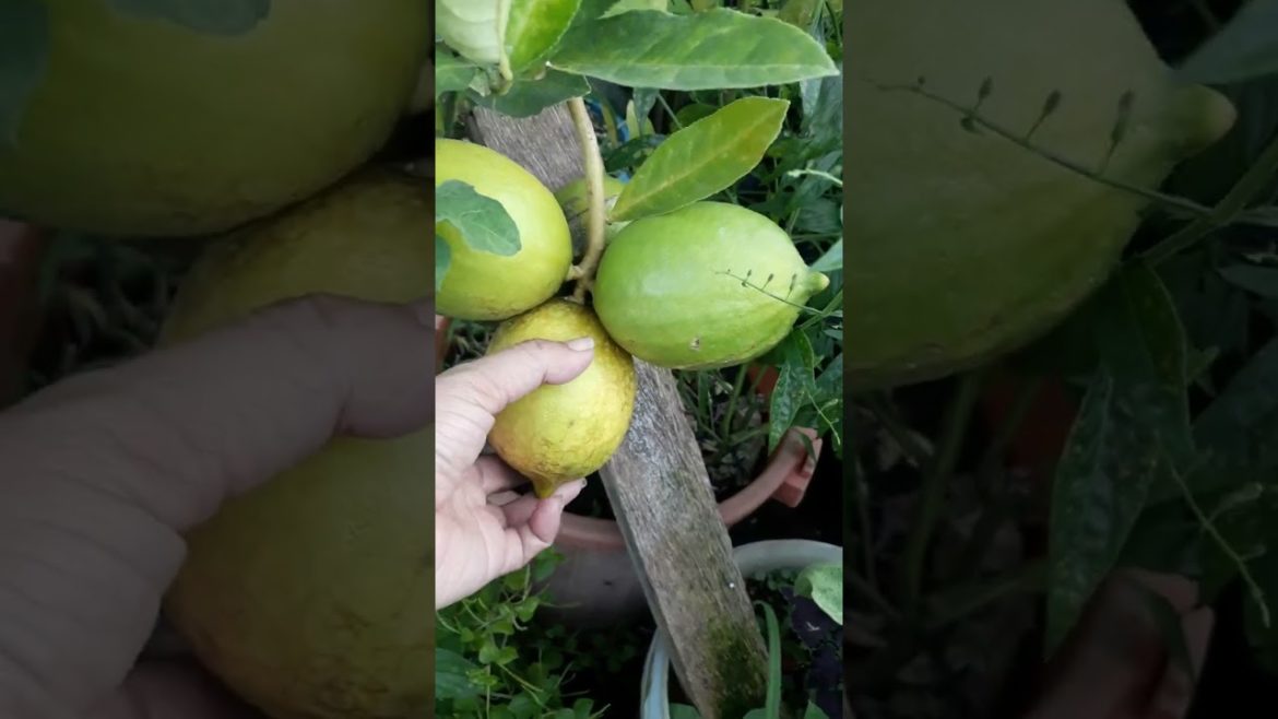 Lemon tree on a water          container..