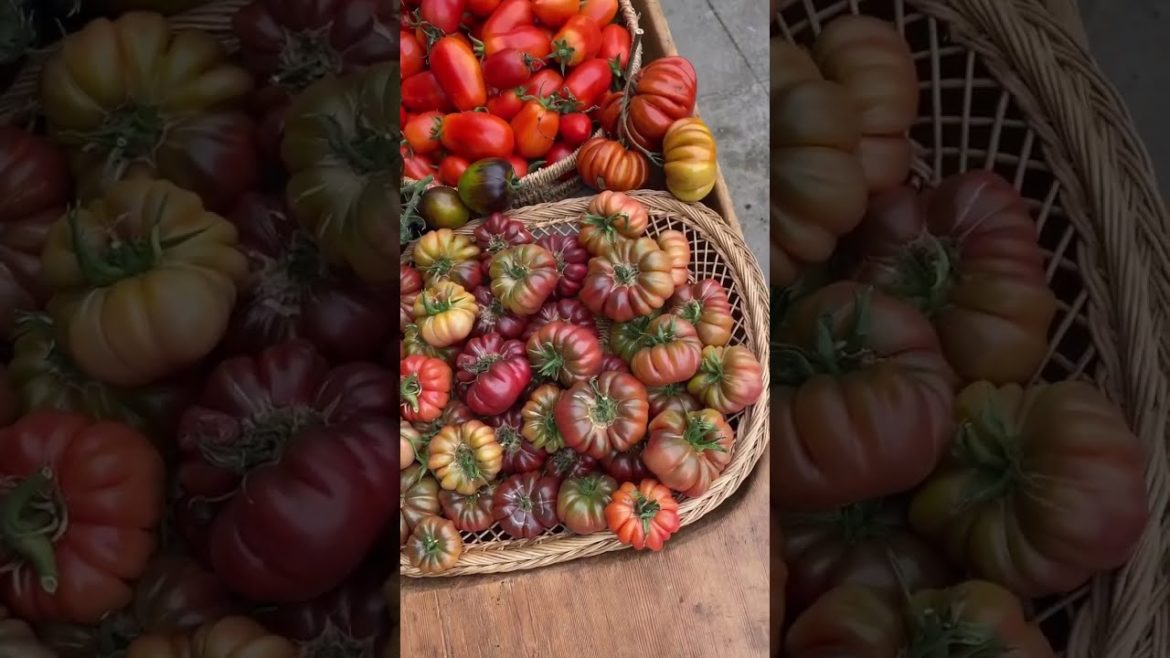 Pure Happiness right there to brighten up #gardening #gardeninspiration