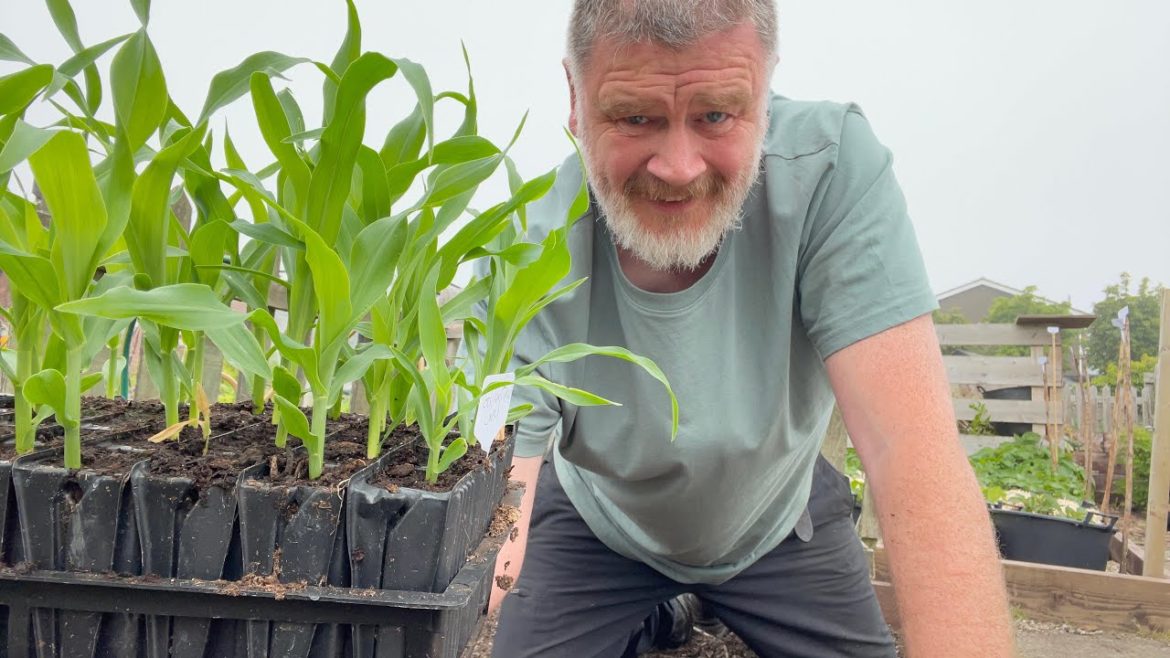 Finally The Garden Is Set. Allotment Gardening With Tony