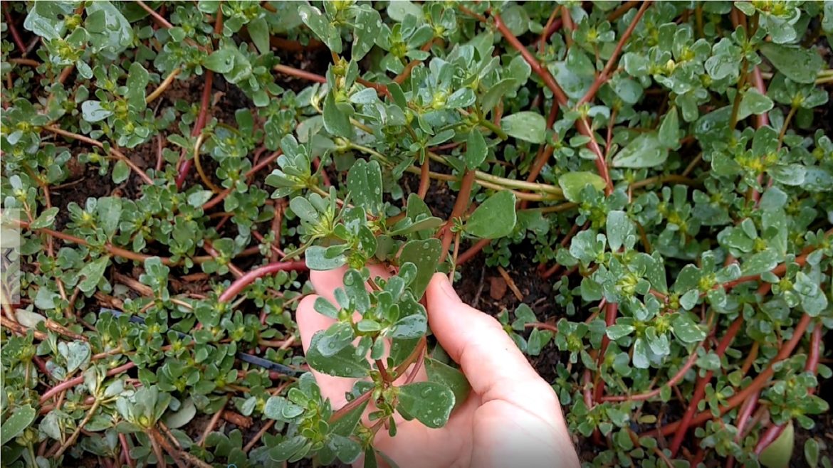 Edible Garden Weeds – How to find and prepare Purslane Edible Garden Weeds - How to find and prepare Purslane