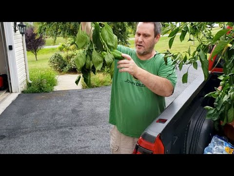 Moving the Vegetable Container Garden to the New House | Transporting Plants to the Homestead Moving the Vegetable Container Garden to the New House | Transporting Plants to the Homestead