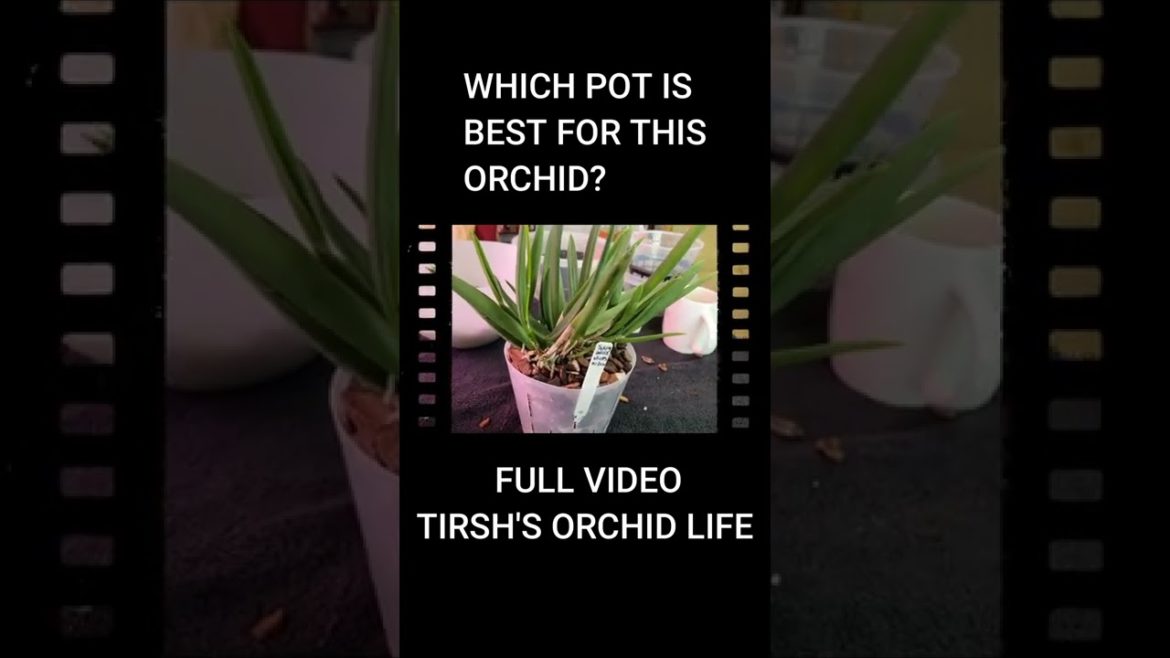 B nodosa #short #orchid #orchidcare #brassavola #orchidrepotting #trishsorchidlfie