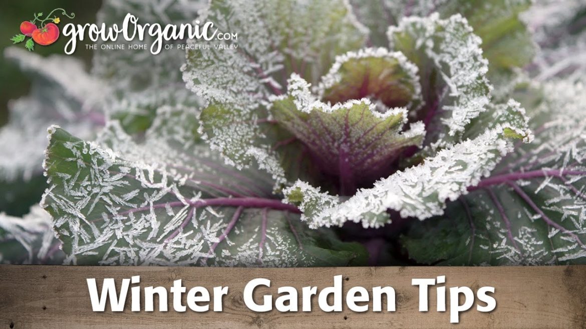 15 Great Tips To Help Your Garden In the Winter
