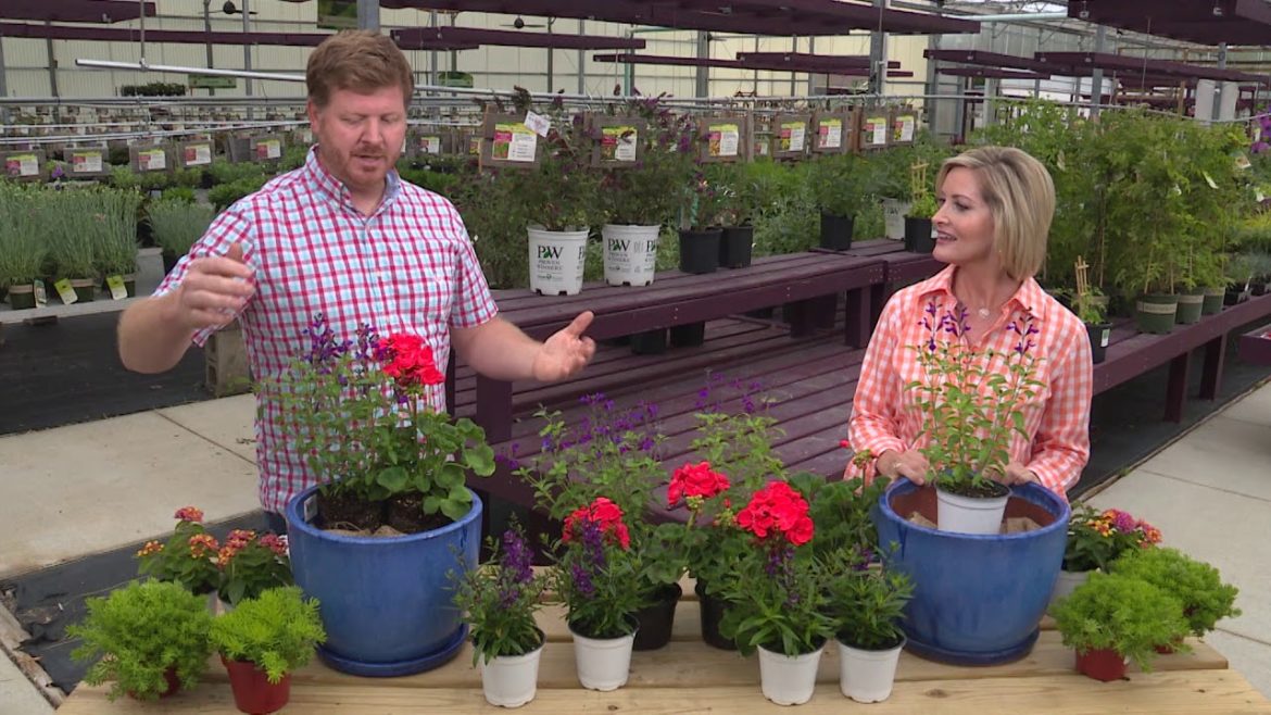 Summer Container Garden for Butterflies