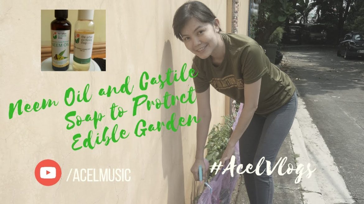 Neem Oil and Castile Soap To Protect Your Edible Garden Neem Oil and Castile Soap To Protect Your Edible Garden
