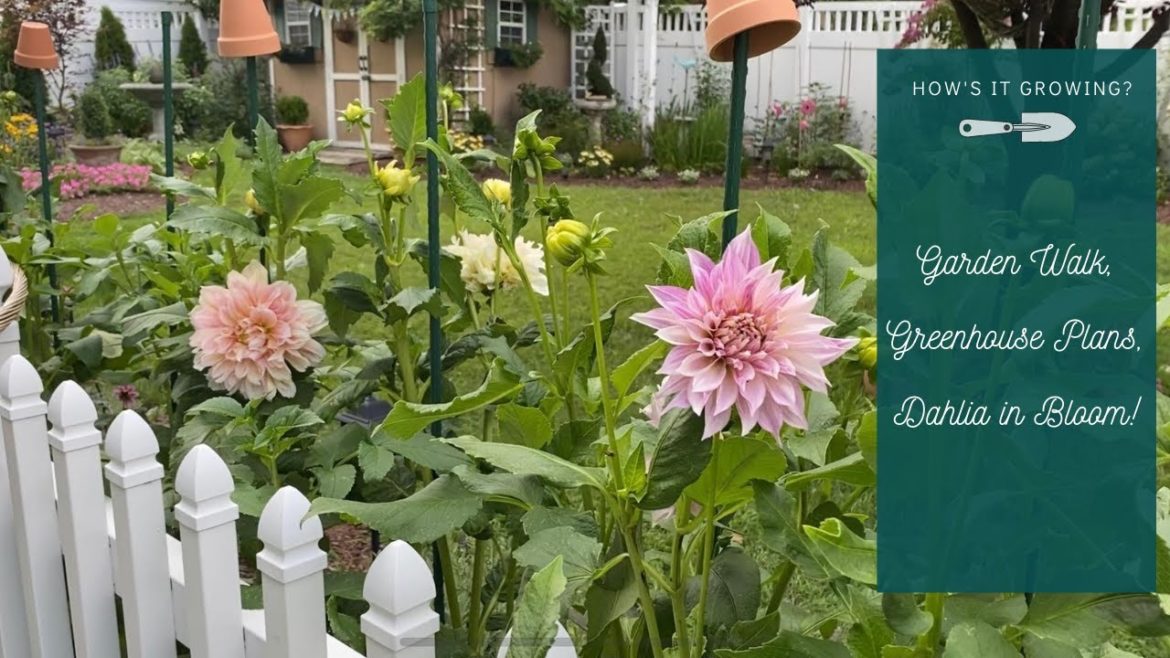 Garden Walk, Greenhouse Plans, Dahlia in Bloom! // How's It Growing?