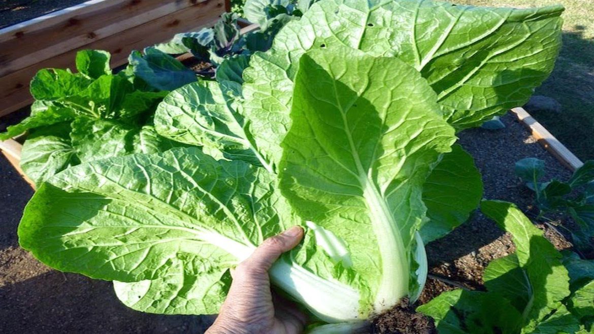 Easy Tips to Grow Your Own Chinese or Napa Cabbage – Gardening Tips Easy Tips to Grow Your Own Chinese or Napa Cabbage - Gardening Tips