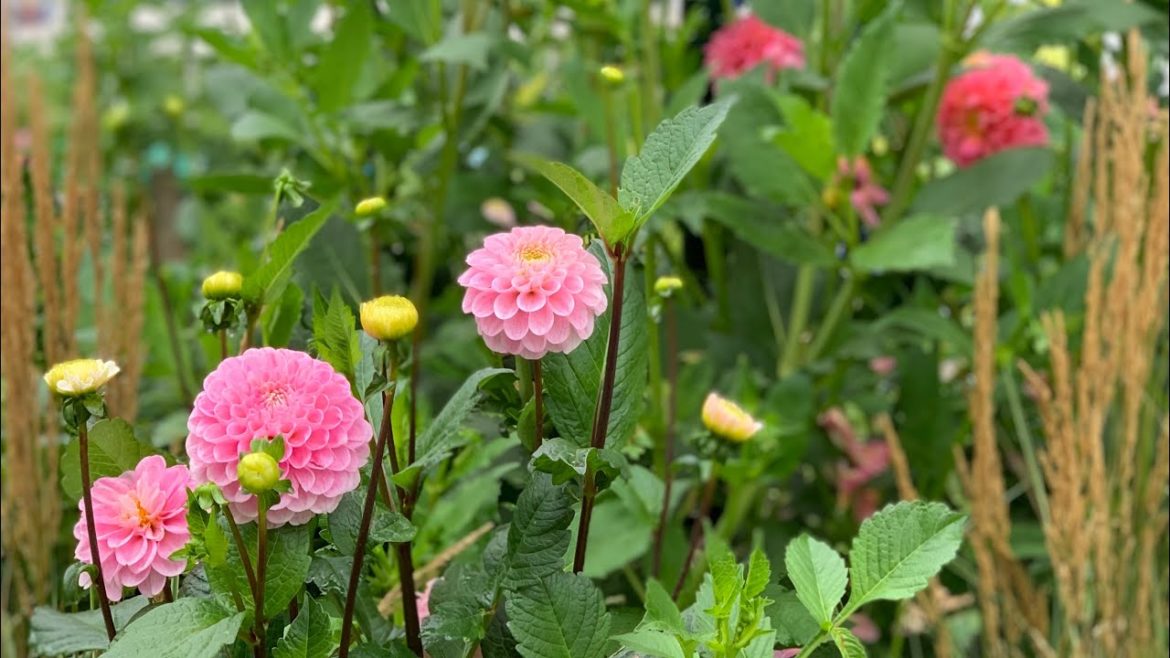 Weekly Backyard Garden Tour 🌸🌿🌻Flower names