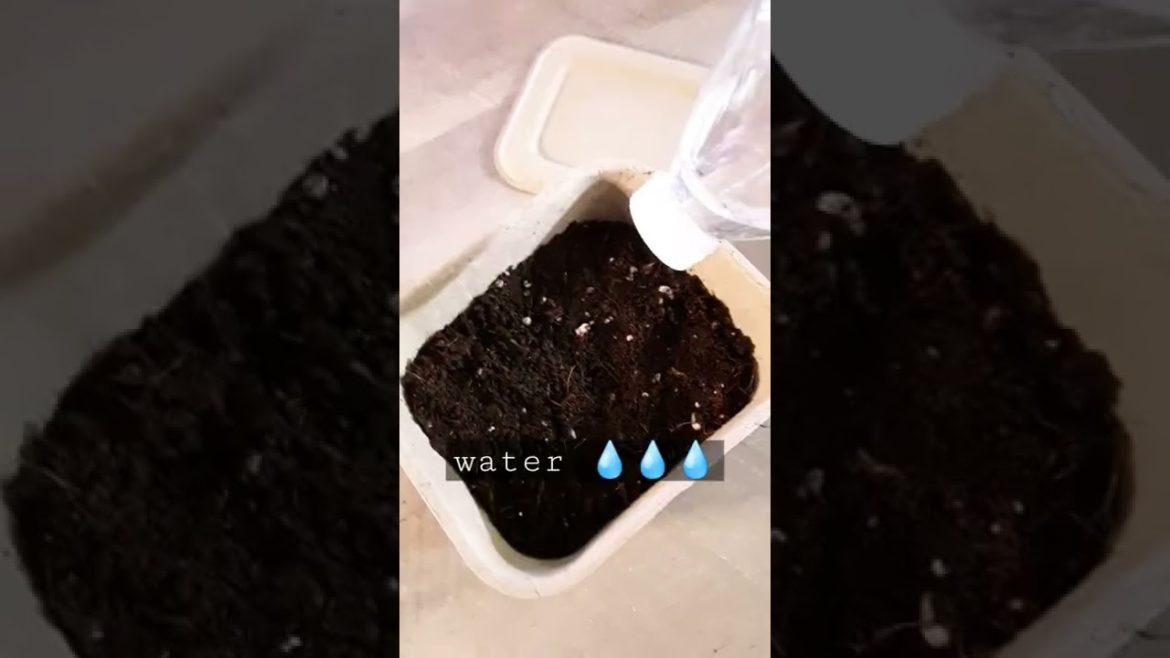 Starting A  Mini Cut Flower Container Garden | Container Gardening | Small Space Gardening