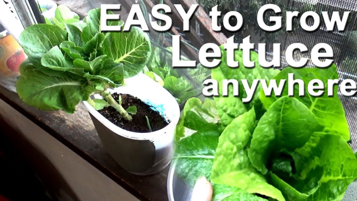 How to Grow LETTUCE Seeds Harvest TONS in Container Gardening, Flower Pot Plants, Raised Bed, Window