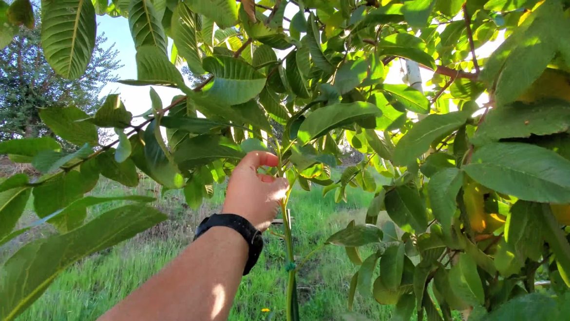 Permaculture Soil Method, Chicken Coop Maintenance & Garden Plans