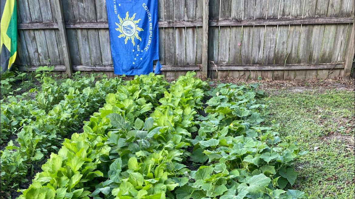 North Florida Fall Vegetable Gardening - Crazy Summer and My Predictions for Winter! Zone 9A Gville