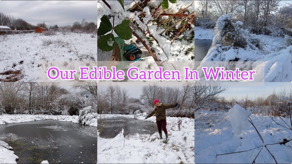 Our Edible Garden In Winter| Working In Garden With Snow