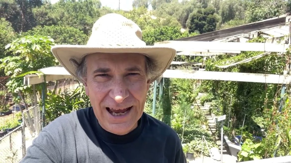 Garden Tour Food Forest Growing in Woodchips, Raised Bed & Container Gardening, Bird Nest Everywhere Garden Tour Food Forest Growing in Woodchips, Raised Bed & Container Gardening, Bird Nest Everywhere