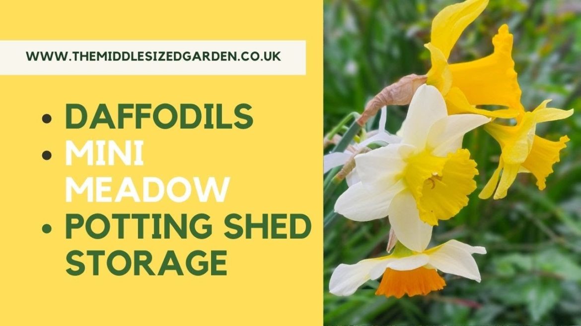 Spring garden tips and tour – make the most of your daffodils! Spring garden tips and tour - make the most of your daffodils!