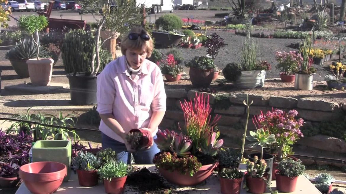 Create a Quick, Colorful Succulent Container Garden Create a Quick, Colorful Succulent Container Garden