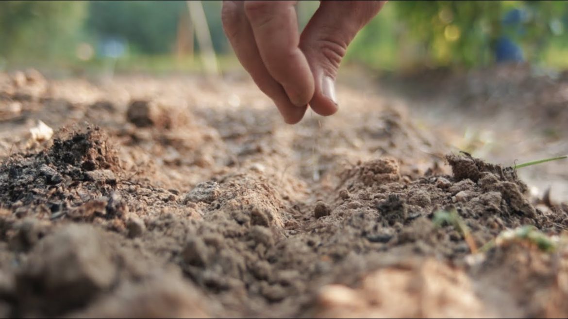 Fall Gardening for A Winter Food Supply (In The Deep South) Fall Gardening for A Winter Food Supply (In The Deep South)