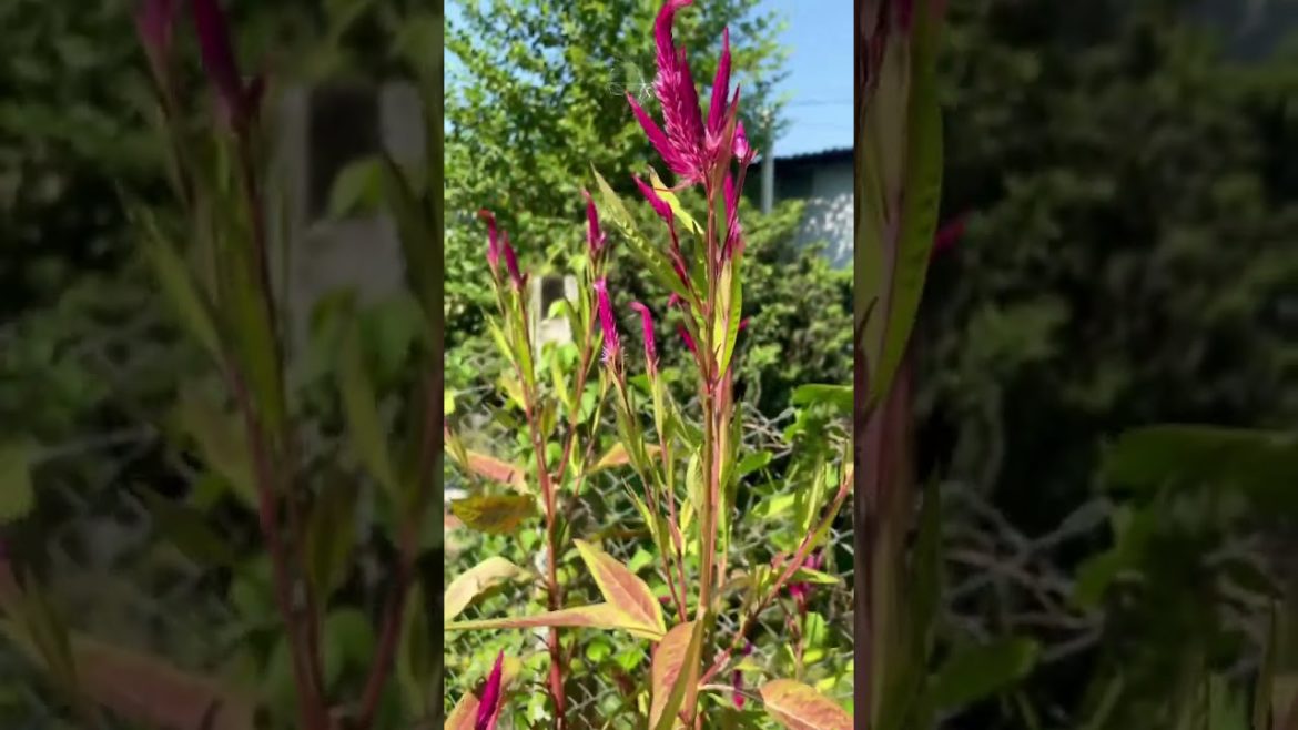 Most Beautiful Flowers in our Farm #ফুল #flowers #bdfarm #shorts #shortsvideo #youtubeshorts