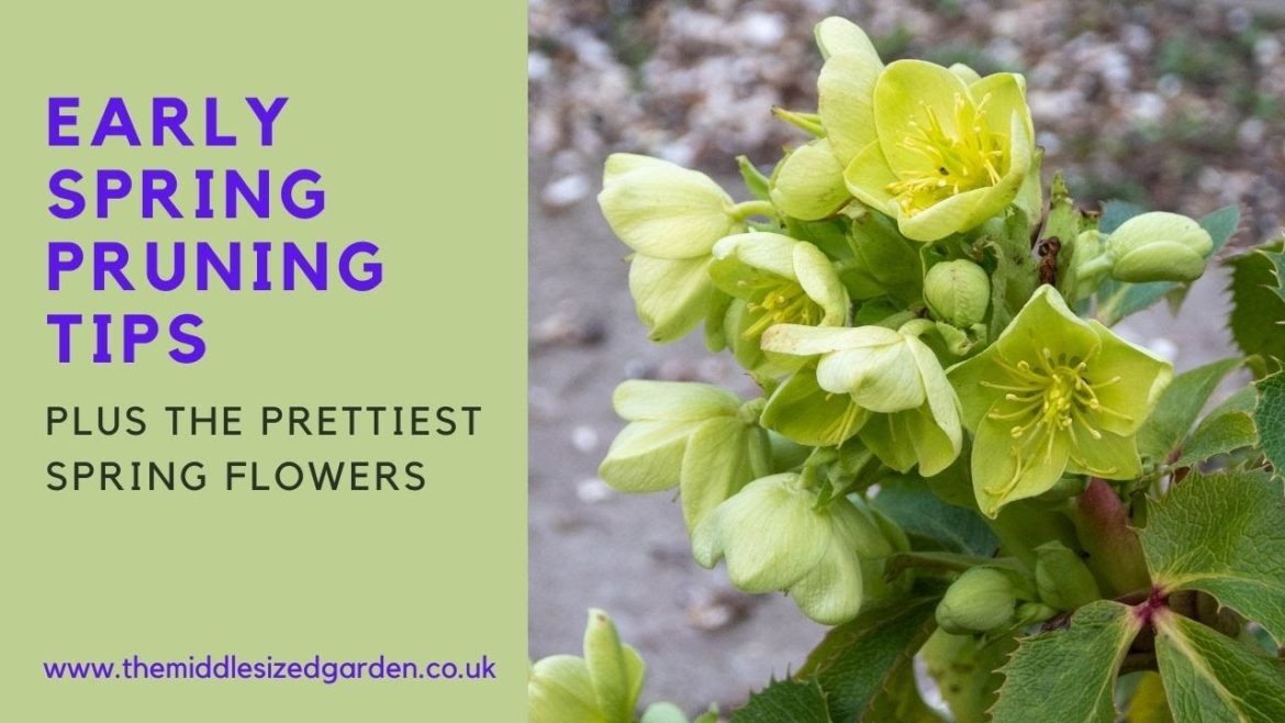 Early spring garden tips and tour – with pruning tips Early spring garden tips and tour - with pruning tips